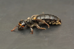 Elaphroptera scoliaeformis