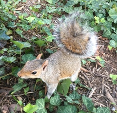 Sciurus carolinensis