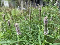Pogostemon stellatus