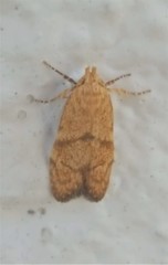 Blastobasis decolorella