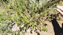 Dyschoriste burchellii