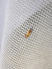 Cymus melanocephalus