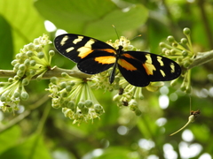 Lepidoptera