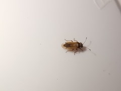 Cymus melanocephalus