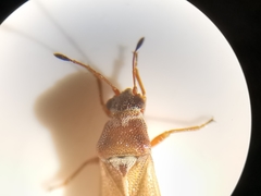 Cymus melanocephalus