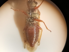 Cymus melanocephalus