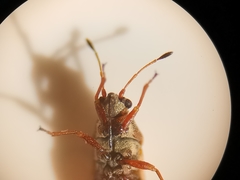 Cymus melanocephalus