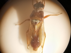 Cymus melanocephalus