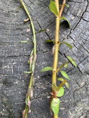 Rotala rotundifolia