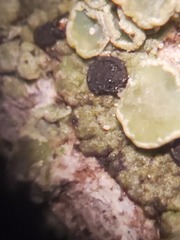 Lecanora cadubriae