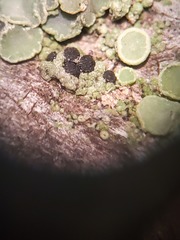 Lecanora cadubriae
