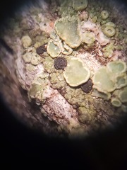 Lecanora cadubriae
