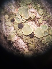 Lecanora cadubriae
