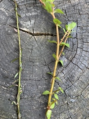 Rotala rotundifolia