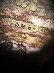 Lecanora cadubriae