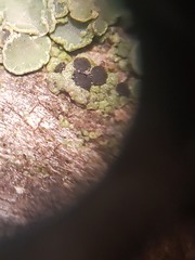 Lecanora cadubriae
