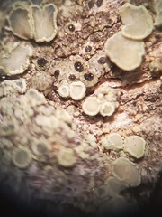 Lecanora cadubriae