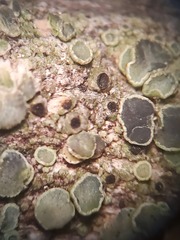 Lecanora cadubriae
