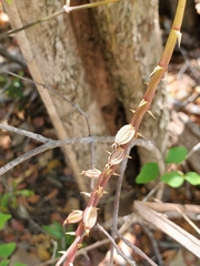Lupulina