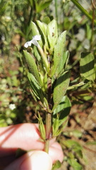 Dyschoriste burchellii