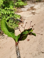 Euphorbia perrieri image