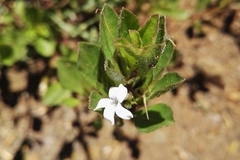 Dyschoriste burchellii