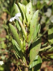 Dyschoriste burchellii