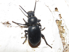 Tentyria sinuaticollis
