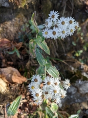 Anaphalis triplinervis