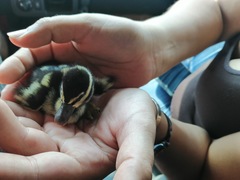 Dendrocygna autumnalis