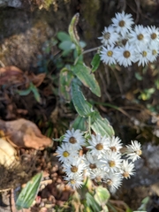 Anaphalis triplinervis