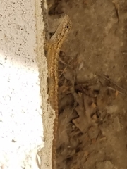 Sceloporus occidentalis