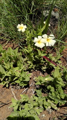Thunbergia atriplicifolia