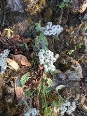 Anaphalis triplinervis