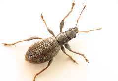 Polydrusus confluens