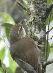 Syndactyla rufosuperciliata