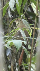 Syndactyla rufosuperciliata