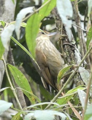 Syndactyla rufosuperciliata