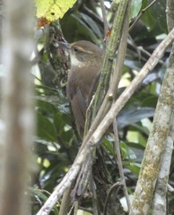 Syndactyla rufosuperciliata