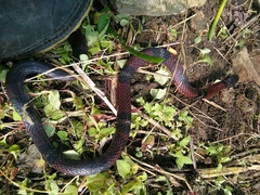 Erythrolamprus bizona