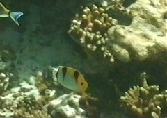 Chaetodon falcula