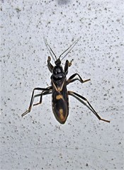 Rasahus sulcicollis