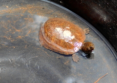 Kinosternon hirtipes