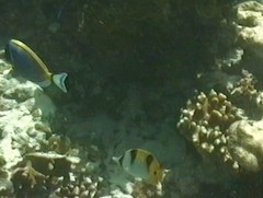 Chaetodon falcula