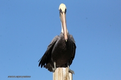 Pelecanus occidentalis
