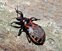 Brontostoma colossus