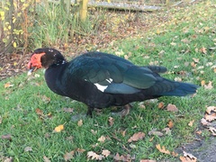 Cairina moschata domestica