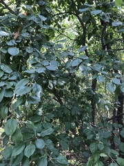 Populus balsamifera balsamifera