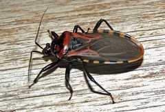 Brontostoma colossus