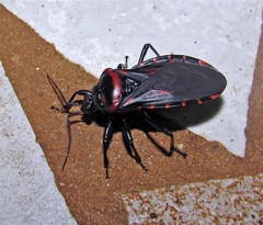 Brontostoma colossus